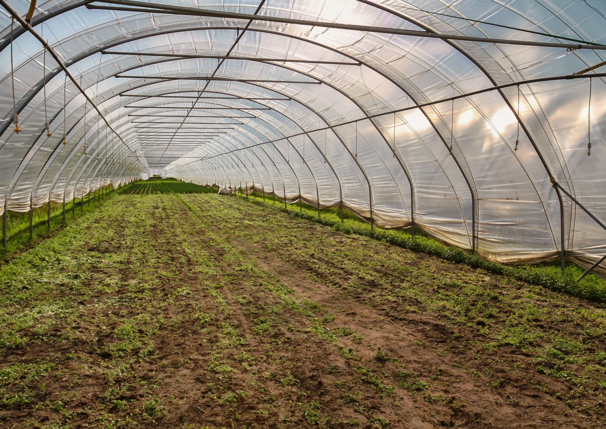 Empowering farmers Enhancing Zambia's horticultural exports